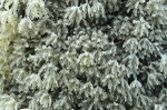 Chatter coral