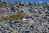 Oystercatchers
