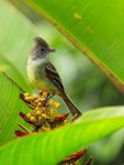 Yellow-bellied Elaenia, Costa Rica