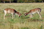 Fallow Deer