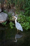 Grey Heron in River 2