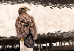 Eagle and reflections