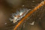 Lomanotus marmoratus
