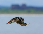 Puffin flying, Bamburgh Castle background, Farne Islands