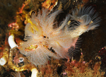 Protula tubularia