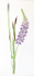LUPINE AND IRIS BUDS