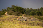 Cheetah 3 cubs