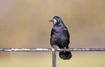 Rook - Corvus frugilegus