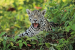 Female Jaguar cub opens mouth, Rio Sao Lourenco, Mato Grosso, Brazil