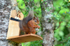 Red Squirrel