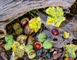 Autumn Fall
