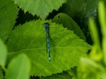 Azure Damselfly