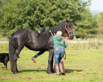 friesians 101-137