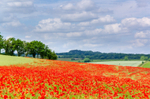Dorset Poppies - 3
