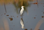 Cattle Egret