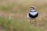 Two-banded Plover front view, Carcass Island, Falklands