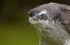 GOSHAWK
