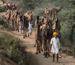 The Exodus