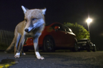 Foxes eat almost anything, including berries, worms, spiders, eggs and