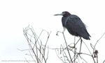 FLB003: Little blue heron
