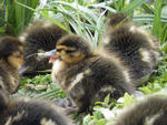 Ducklings