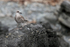 Kelp Gull (juvenile), Chanaral Island, Chile