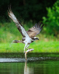 Scottish Osprey flying with a trout at Rothiemurchus