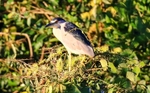 Black Capped Night Heron