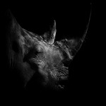 Southern White Rhinoceros-RLP_0073