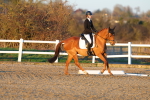 Class 5 - N2-90cm portfolio