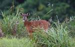 Sitatunga