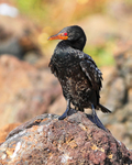 Long-tailed Cormorant (Reed Cormorant) portfolio