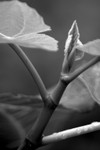 Vine