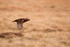 Red Grouse