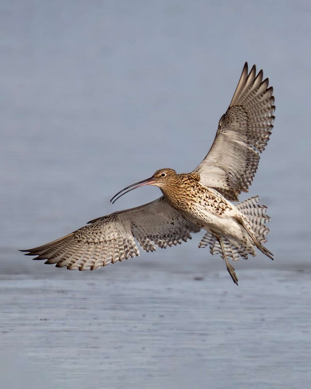 Curlew - Dee Estuary - North Wales