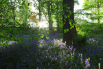 Evening sun shining through houghall woods, Durham.   ref 5234