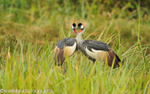 Crown Cranes in love!