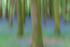 Intentional Camera Movement at Dereen Woods in County Roscommon