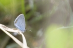 Short Tailed Blue