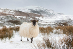 Donegal Ewe