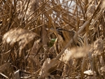 Bittern