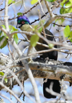 Purple-crested Turaco
