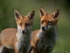 proud mum