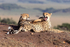 Cheetahs relaxing in the early morning sun in the Masai Mara
