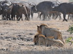 Two Lions vs Buffalo herd
