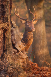Red Deer