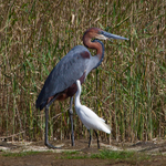Goliath Heron portfolio