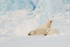 Polar Bear family, Svalbard, Norway