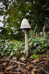 Fungus_ACP_8234