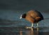 Coot